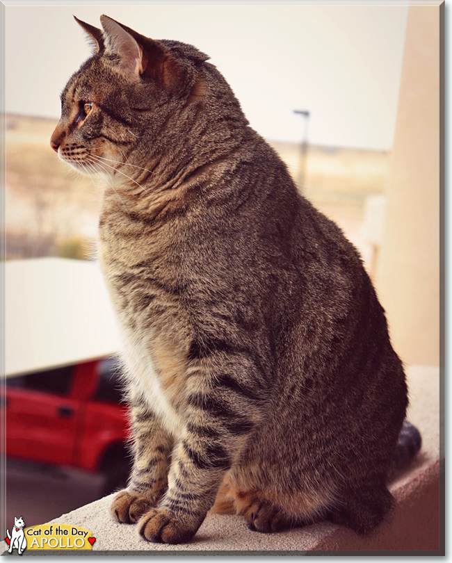 Apollo the Tabby, the Cat of the Day