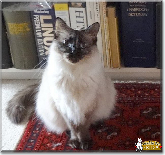 Frida the Balinese, the Cat of the Day