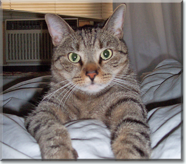 Aiko the Tiger Tabby, the Cat of the Day