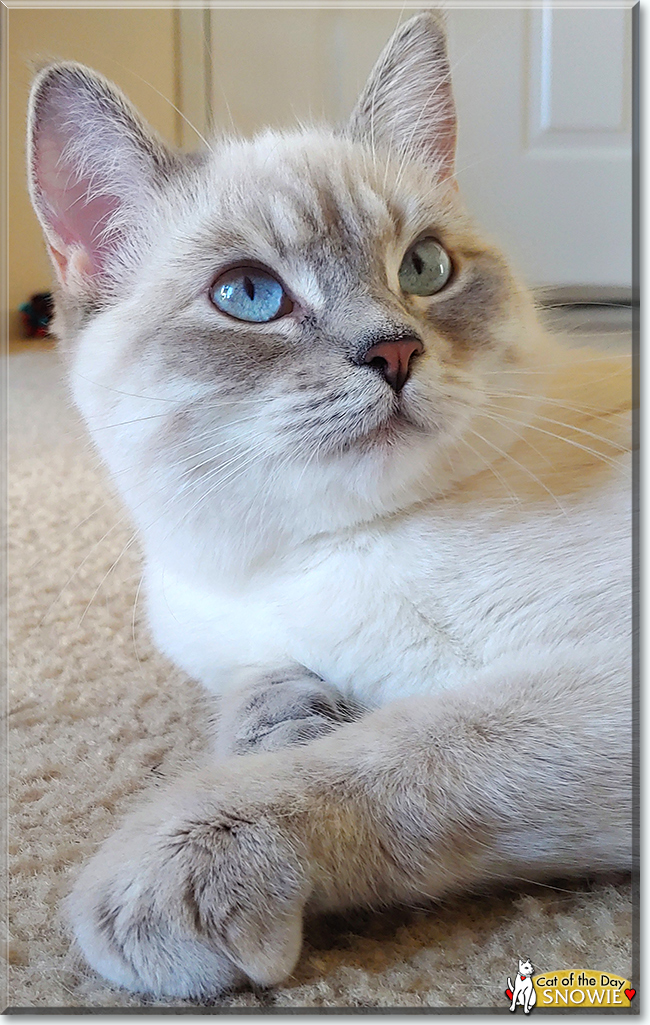 Snowie the Siamese, the Cat of the Day