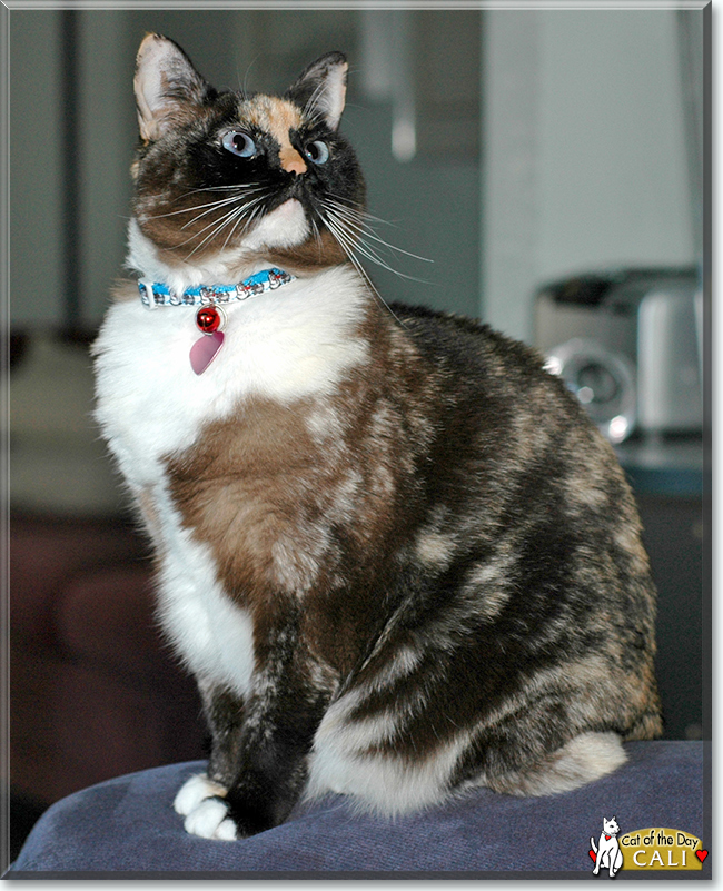 Cali the Calico, the Cat of the Day