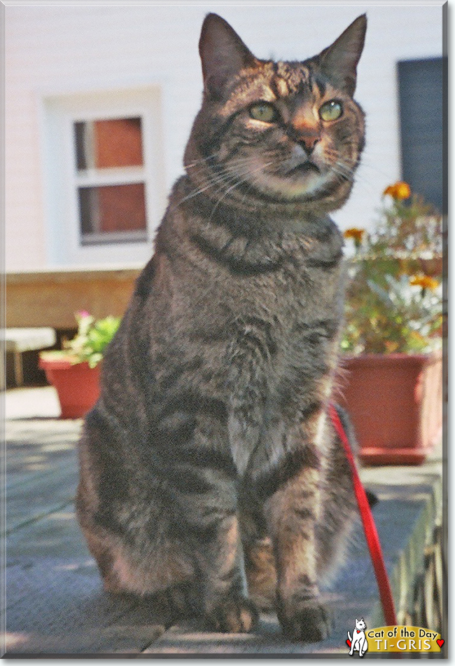 Ti-Gris the Tabby Cat, the Cat of the Day