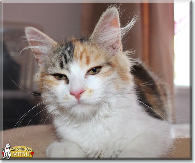 Mitsu the Turkish Angora, the Cat of the Day