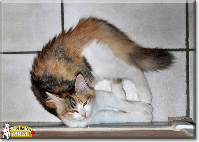 Mitsu the Turkish Angora, the Cat of the Day