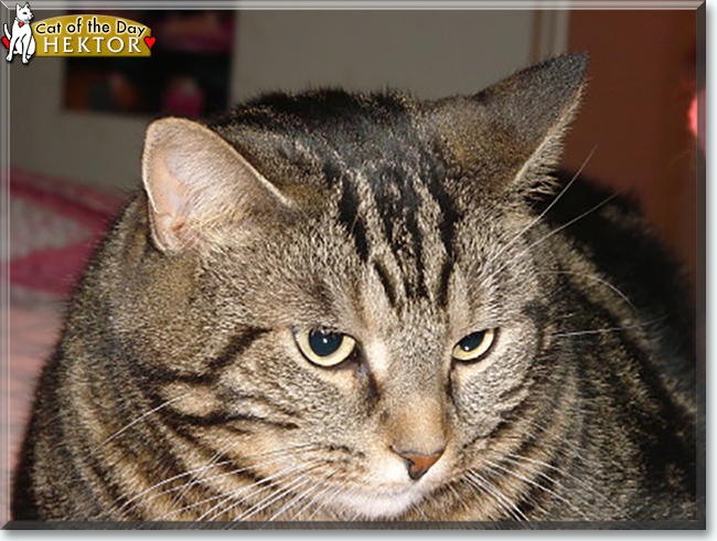 Hektor the Tabby Cat, the Cat of the Day