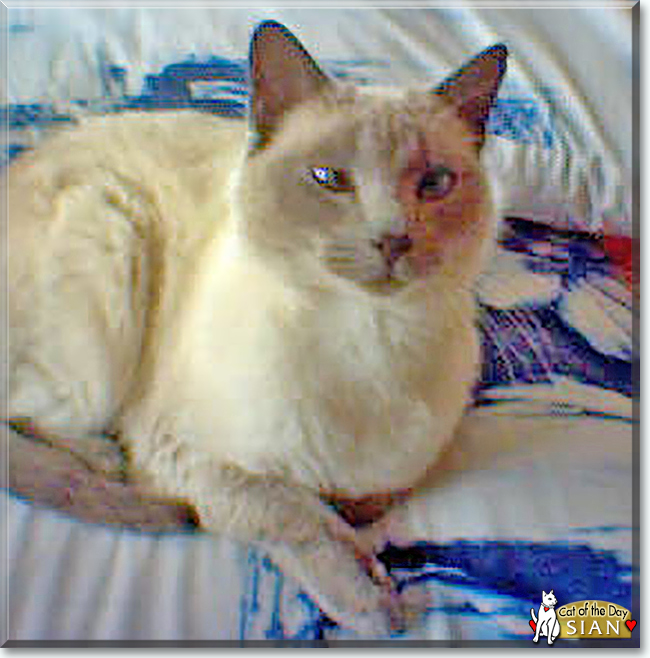 Sian the Siamese, the Cat of the Day