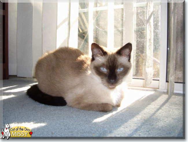 Missy the Seal Point Siamese mix, the Cat of the Day
