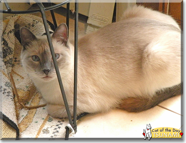 Tsunami the Blue Point Siamese, the Cat of the Day