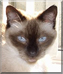 Missy the Seal Point Siamese mix