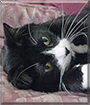 Nicki the Tuxedo Cat,