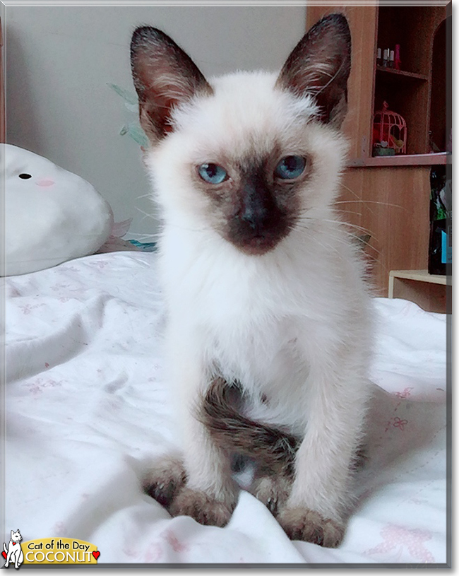 Coconut the Siamese, the Cat of the Day