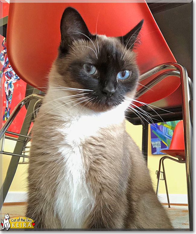 Keira the Snow Shoe Siamese, the Cat of the Day