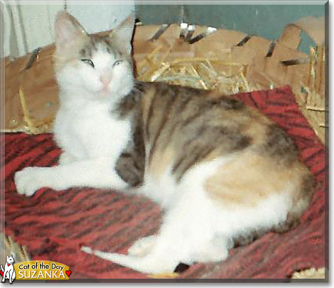 Suzanka the Calico mix, the Cat of the Day
