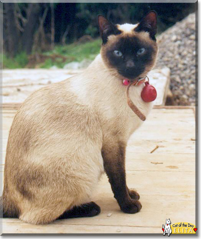 Elita the Siamese, the Cat of the Day