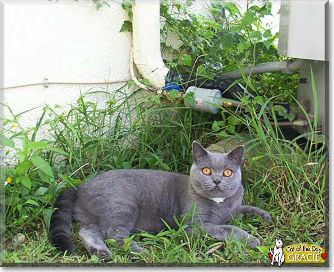 Gracie the British Blue Shorthair, the Cat of the Day