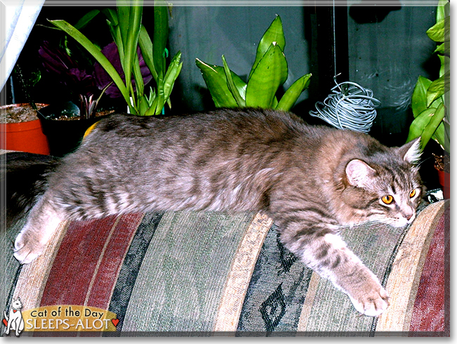 Sleeps-alot the Domestic Longhair, the Cat of the Day