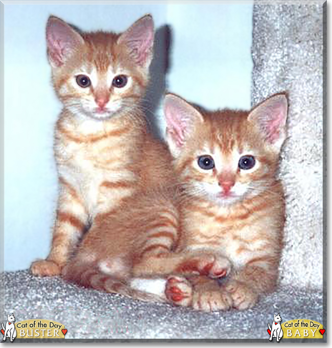 Buster & Baby, the American Shorthairs, the Cat of the Day