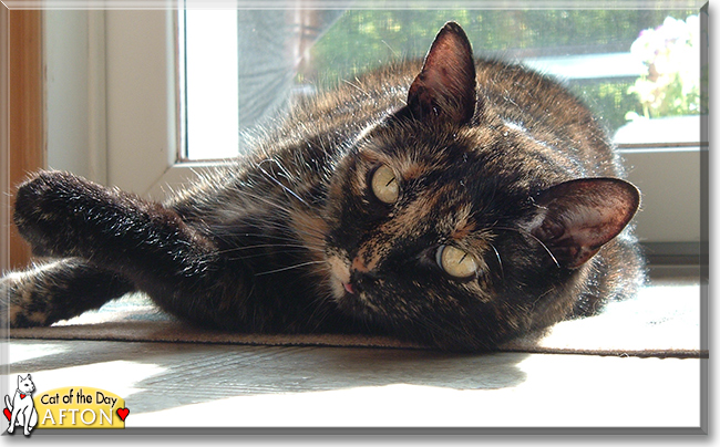 Afton the Tortoiseshell Cat, the Cat of the Day