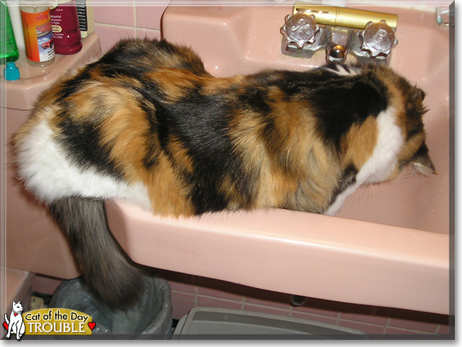 Trouble the Calico Longhair, the Cat of the Day