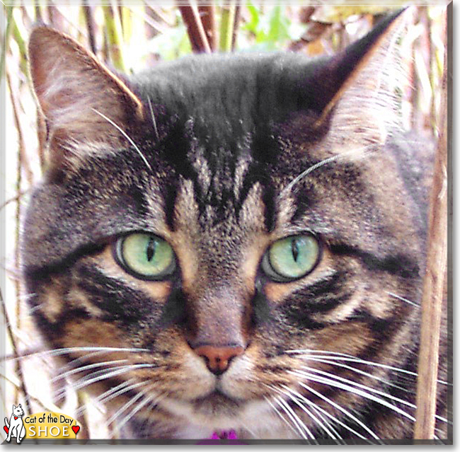 Shoe the Brown Tabby, the Cat of the Day