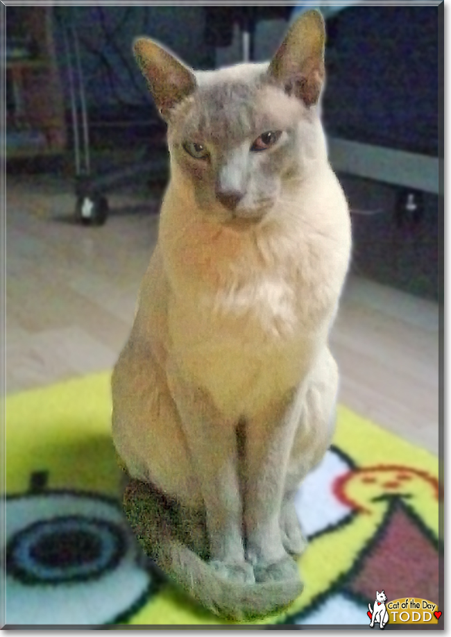 Todd the Tonkinese, the Cat of the Day