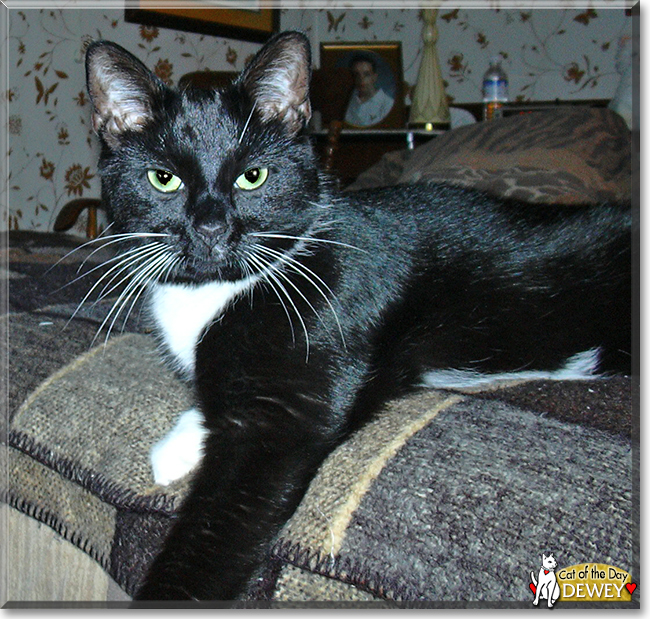 Dewey the Tuxedo Cat, the Cat of the Day