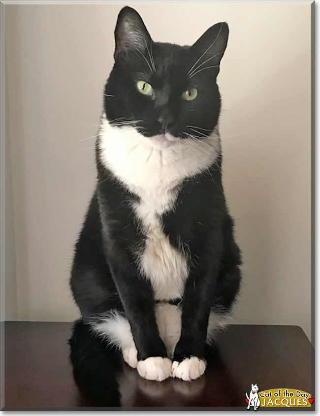 Jacques the Tuxedo Domestic Shorthair, the Cat of the Day
