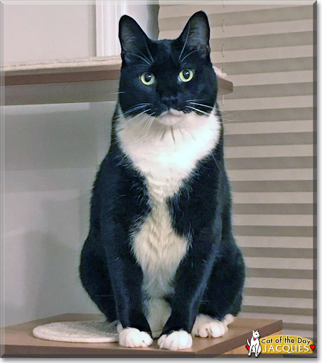 Jacques the Tuxedo Domestic Shorthair, the Cat of the Day