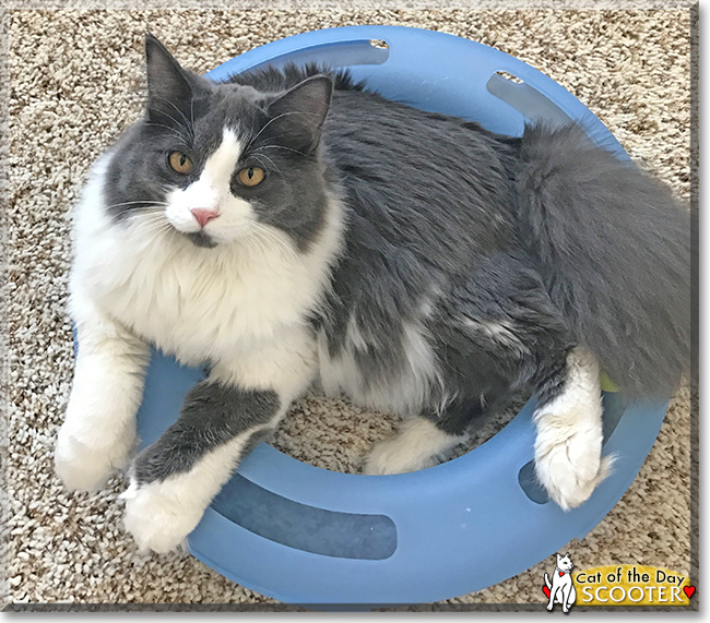 Scooter the Maine Coon, Ragdoll mix, the Cat of the Day
