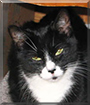 Lucy the Tuxedo Cat