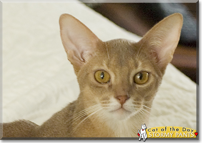 Stormy Pants the Abyssinian, the Cat of the Day