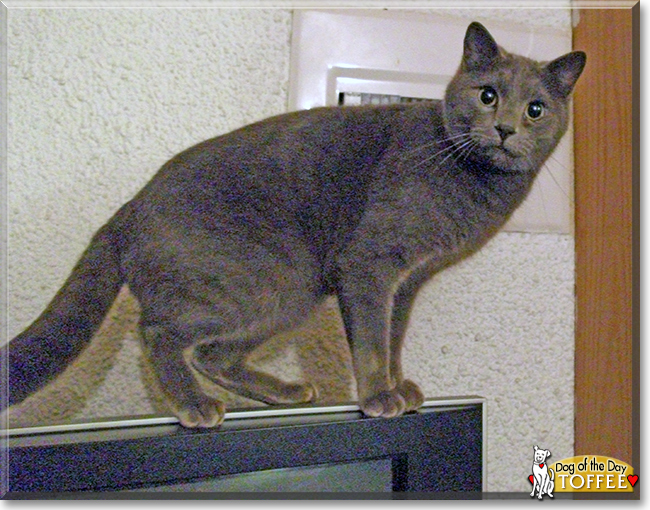 Toffee the Russian Blue mix, the Cat of the Day
