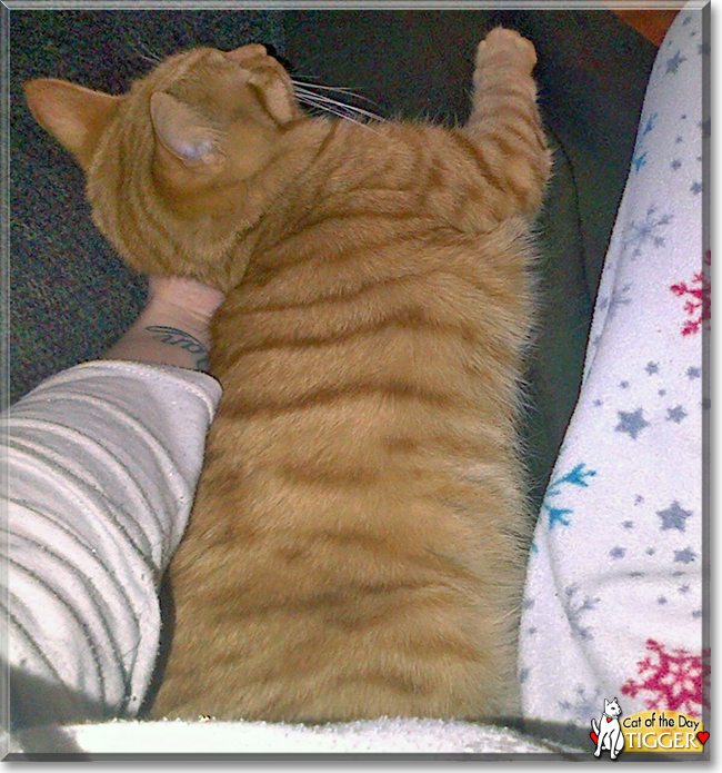 Tigger the Ginger Tabby, the Cat of the Day