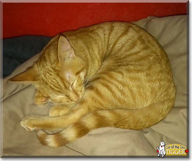 Tigger the Ginger Tabby, the Cat of the Day