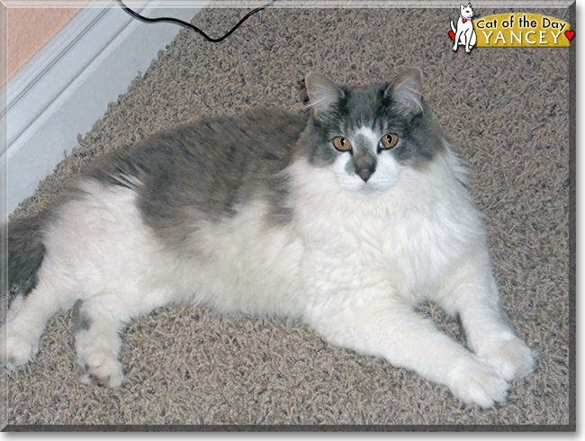 Yancey the Domestic Longhair, the Cat of the Day