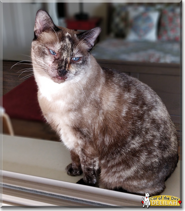 Delilah the Tortoiseshell-Siamese mix, the Cat of the Day