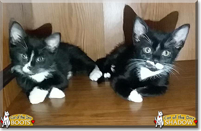 Boots, Shadow the Tuxedo Cats, the Cat of the Day