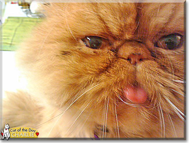 Charlie the Persian, the Cat of the Day