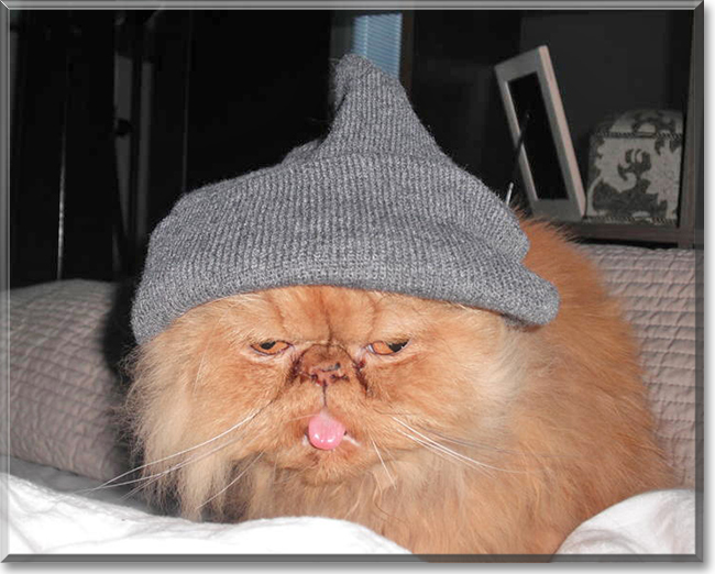 Charlie the Persian, the Cat of the Day