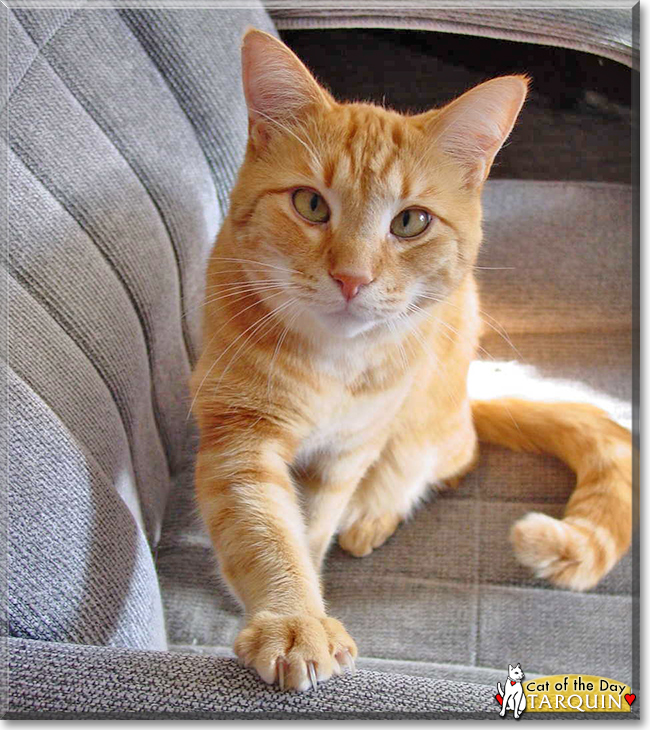 Tarquin the Orange Tabby, the Cat of the Day