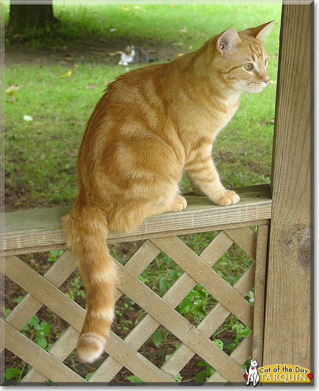 Tarquin the Orange Tabby, the Cat of the Day