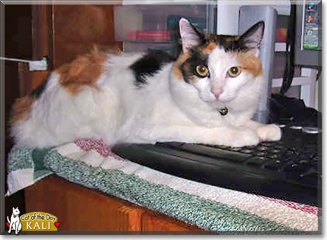 Kali the Calico, the Cat of the Day