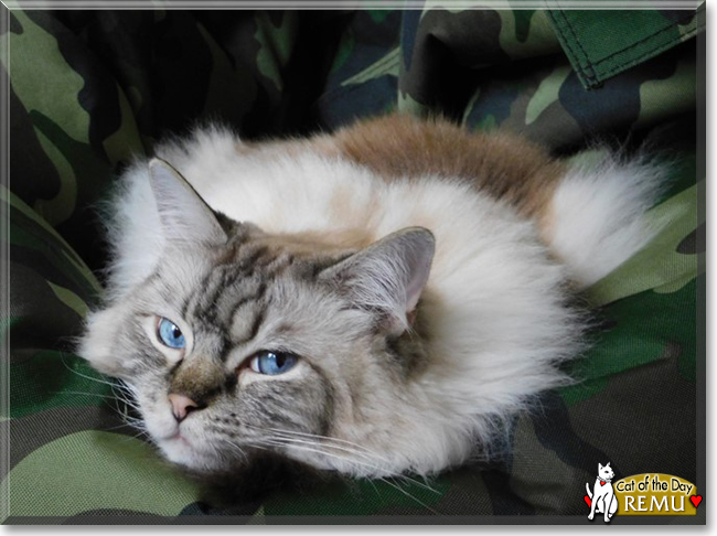 Remu the Ragdoll, the Cat of the Day