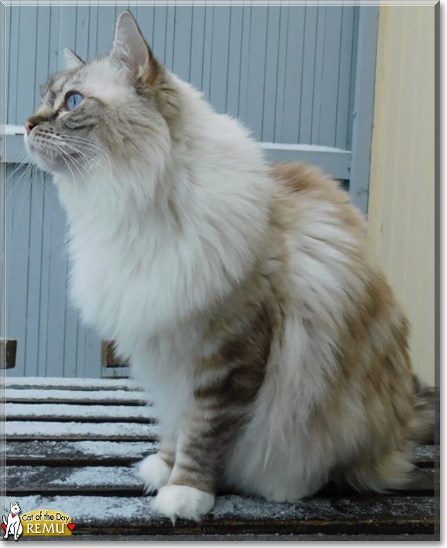Remu the Ragdoll, the Cat of the Day