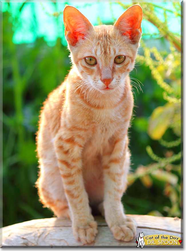 Dr. Spoon the Orange Tabby, the Cat of the Day