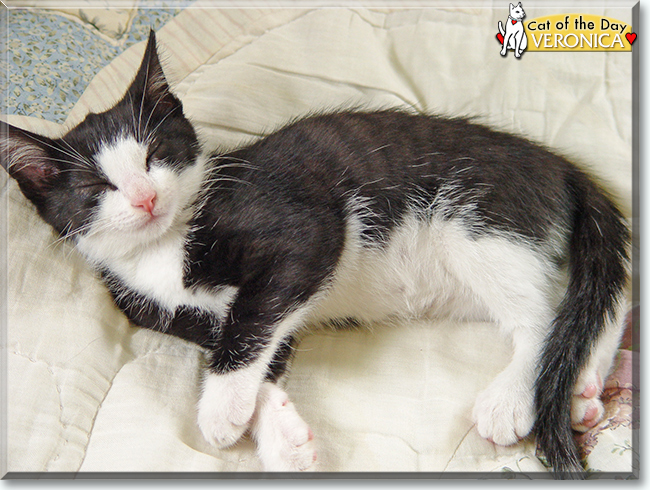 Veronica the American Shorthair Tuxedo, the Cat of the Day