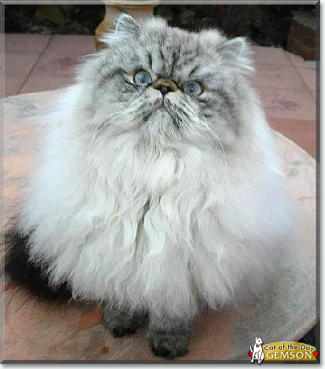 Gemson the Persian  the Cat of the Day