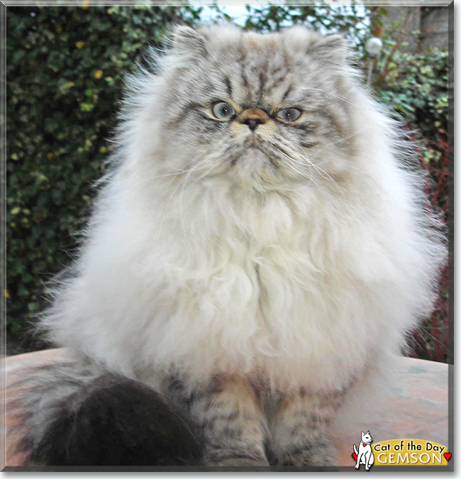 Gemson the Persian, the Cat of the Day