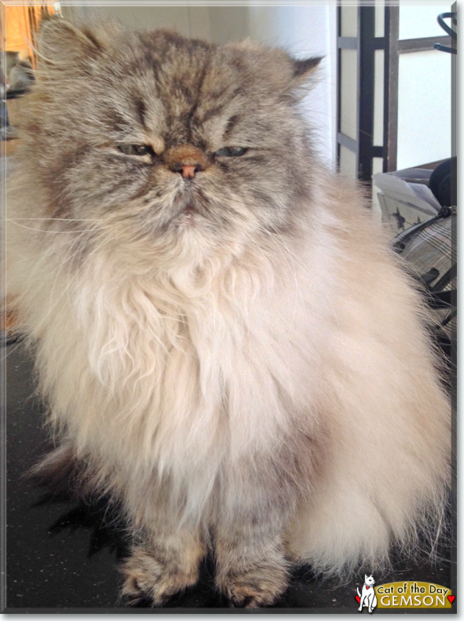 Gemson the Persian, the Cat of the Day