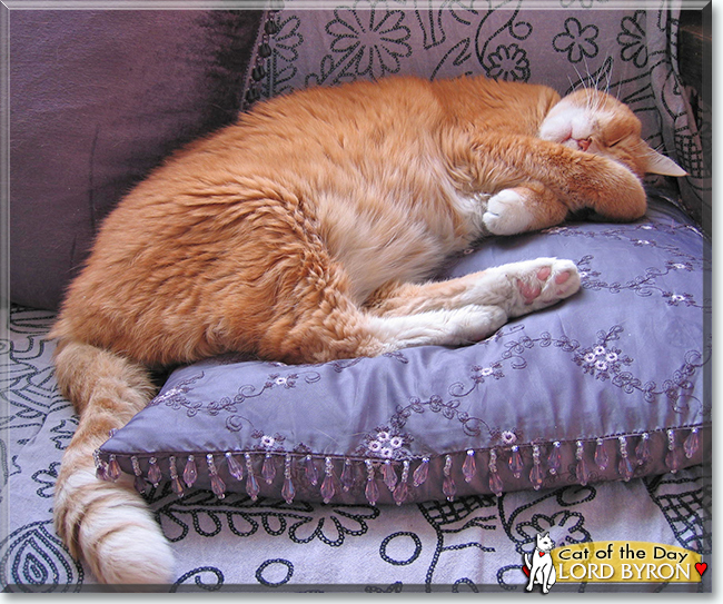 Lord Byron the Orange Tabby, the Cat of the Day